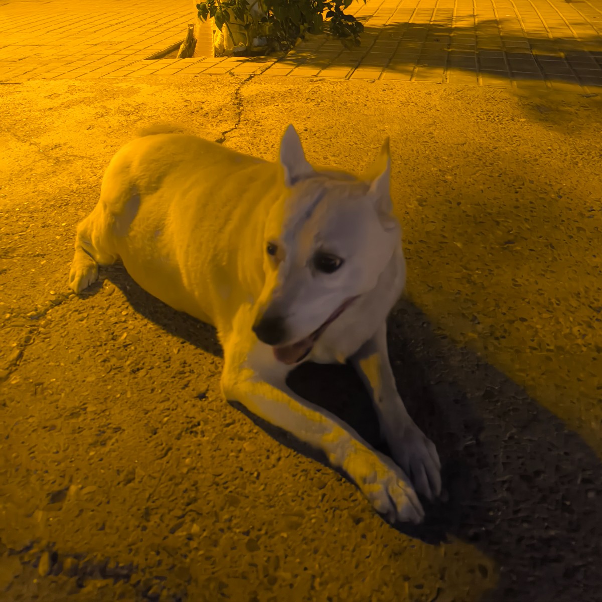 Foto de Sela